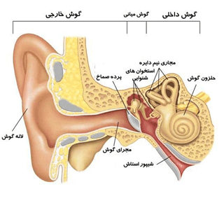 علت کم شنوایی و انواع آن/طب کار پرانا